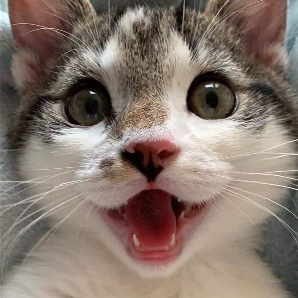 Meet your Posher, Victor